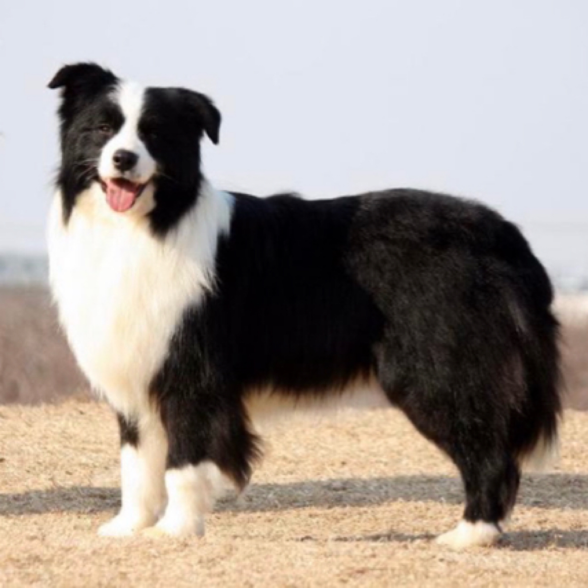 （活体）宠物狗狗通用链接