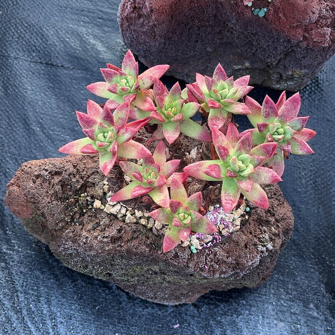 小鹿多肉一物一拍