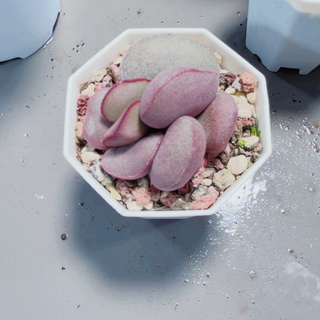 水泡系列多肉植物6666