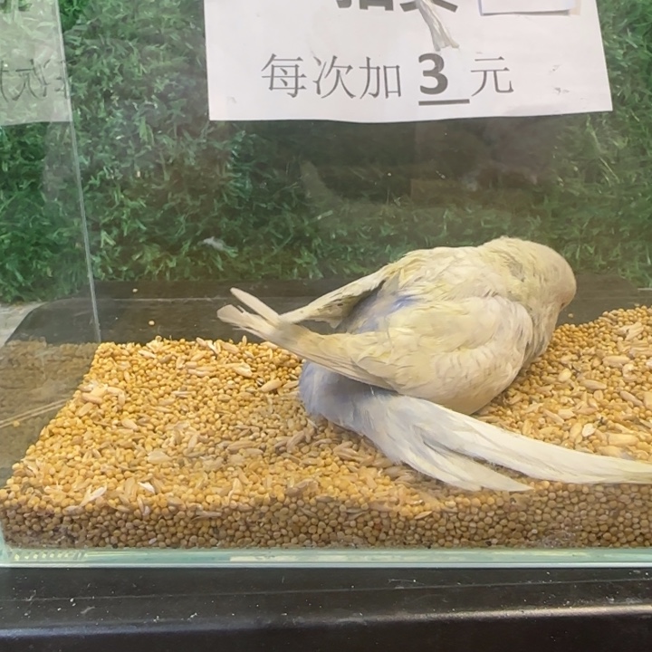 虎皮鹦鹉大头虎皮鹦鹉