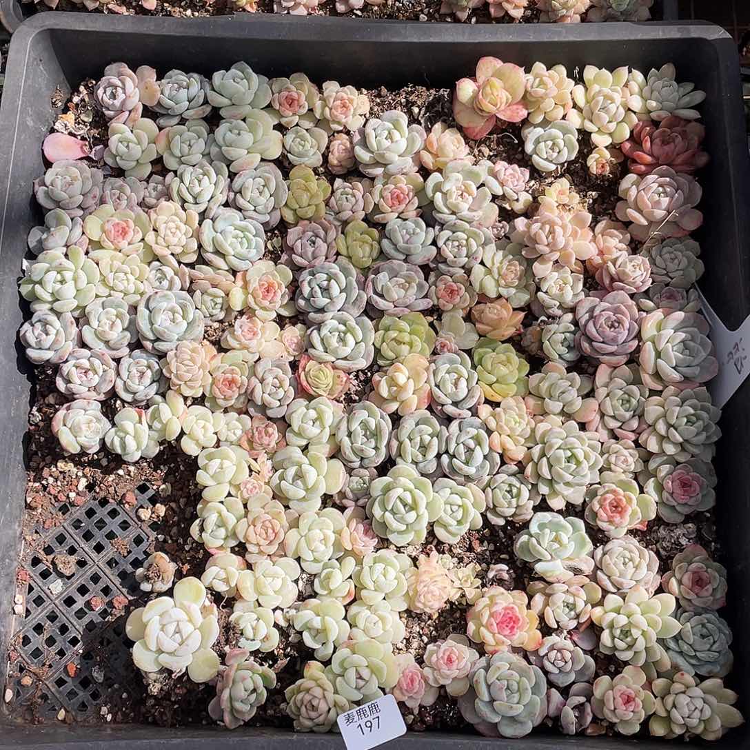 天***师197。 定。           