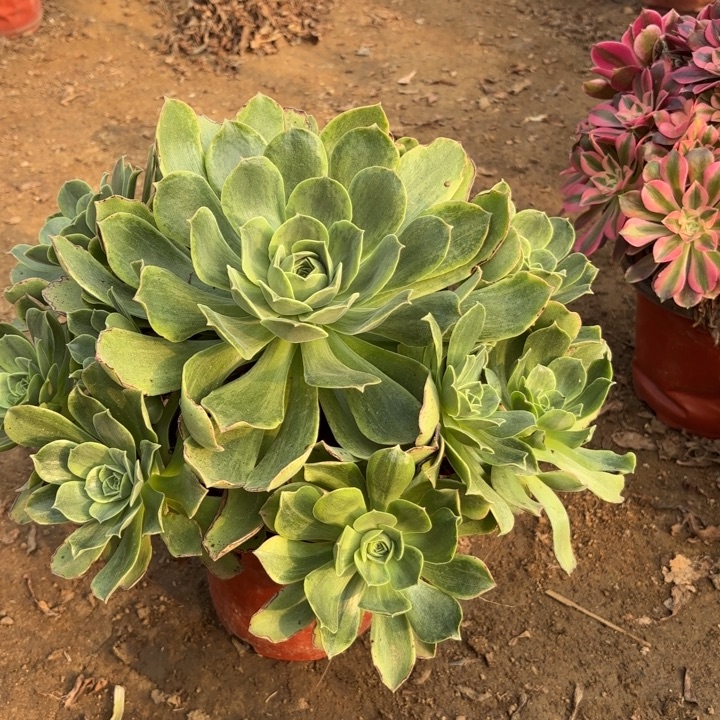 多肉植物法师玉龙观音锦14