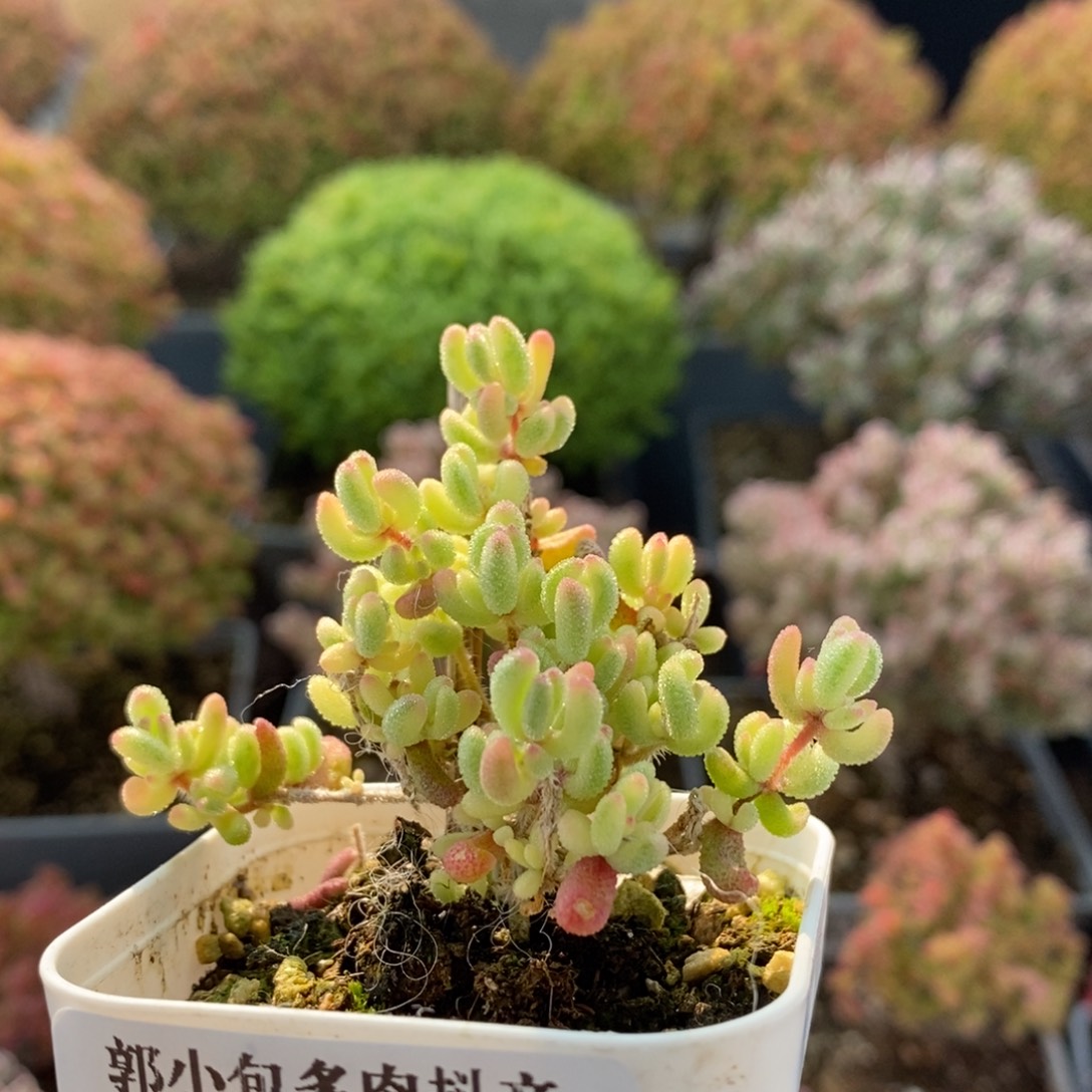 红宝石锦4003枝干番杏