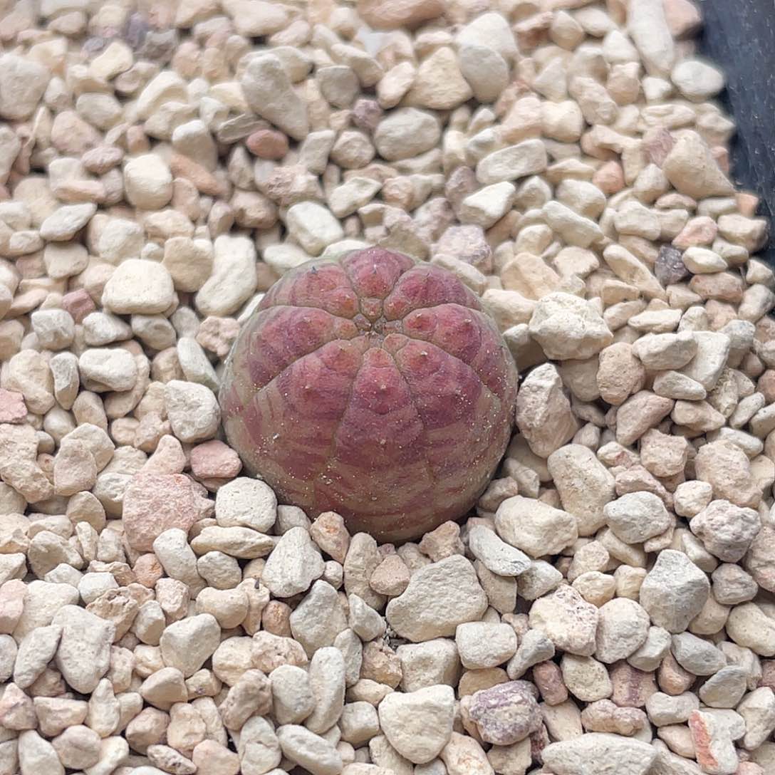 实生胭脂欧系布纹球仙人球