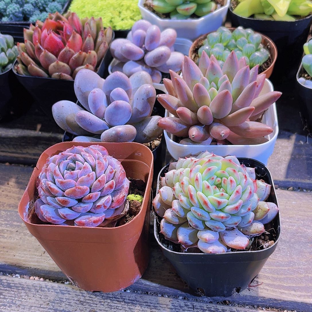 桃美人。恩宠。白胖。蜻蜓