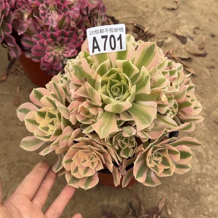 女巫……多肉植物……