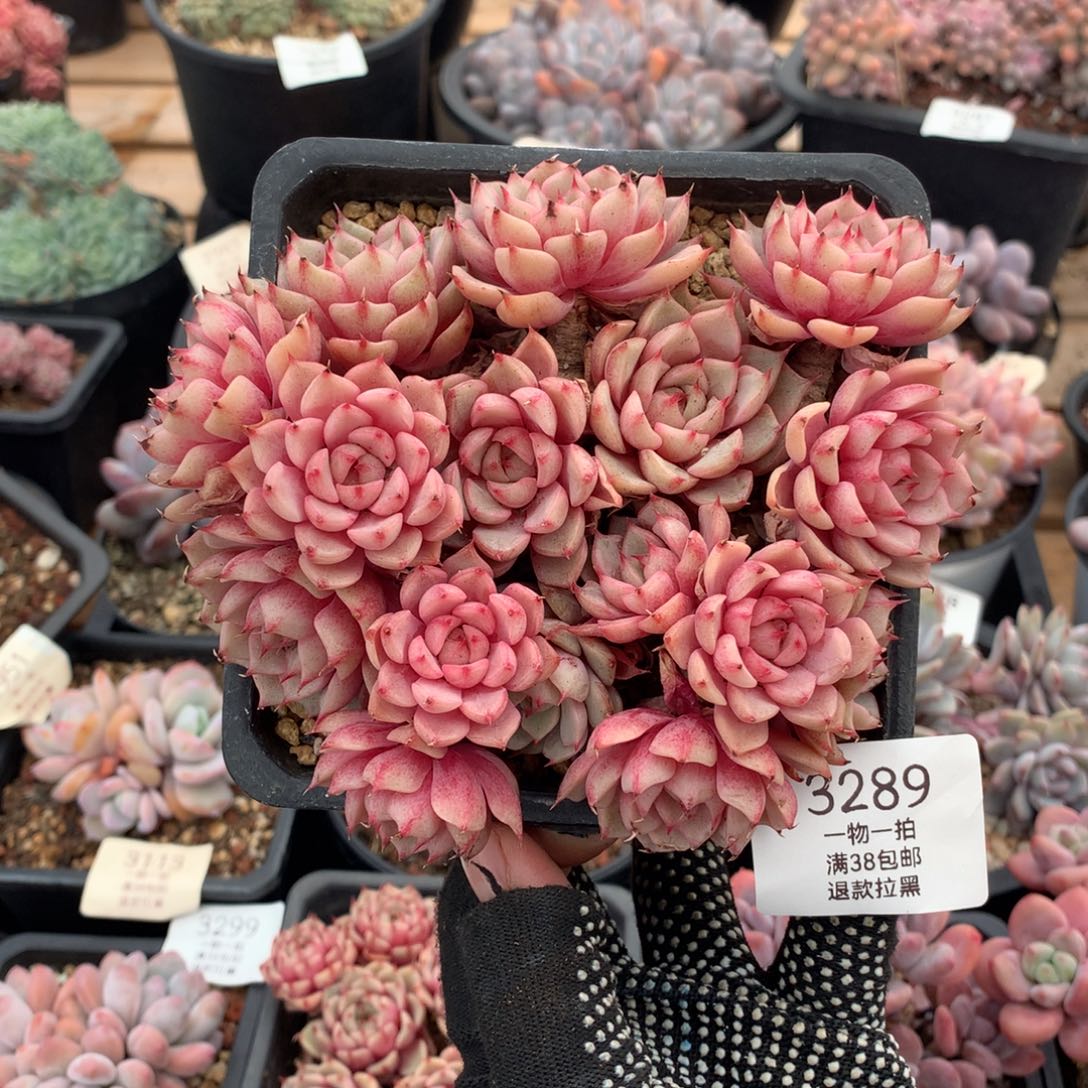 14厘米16头有砍苯巴3289