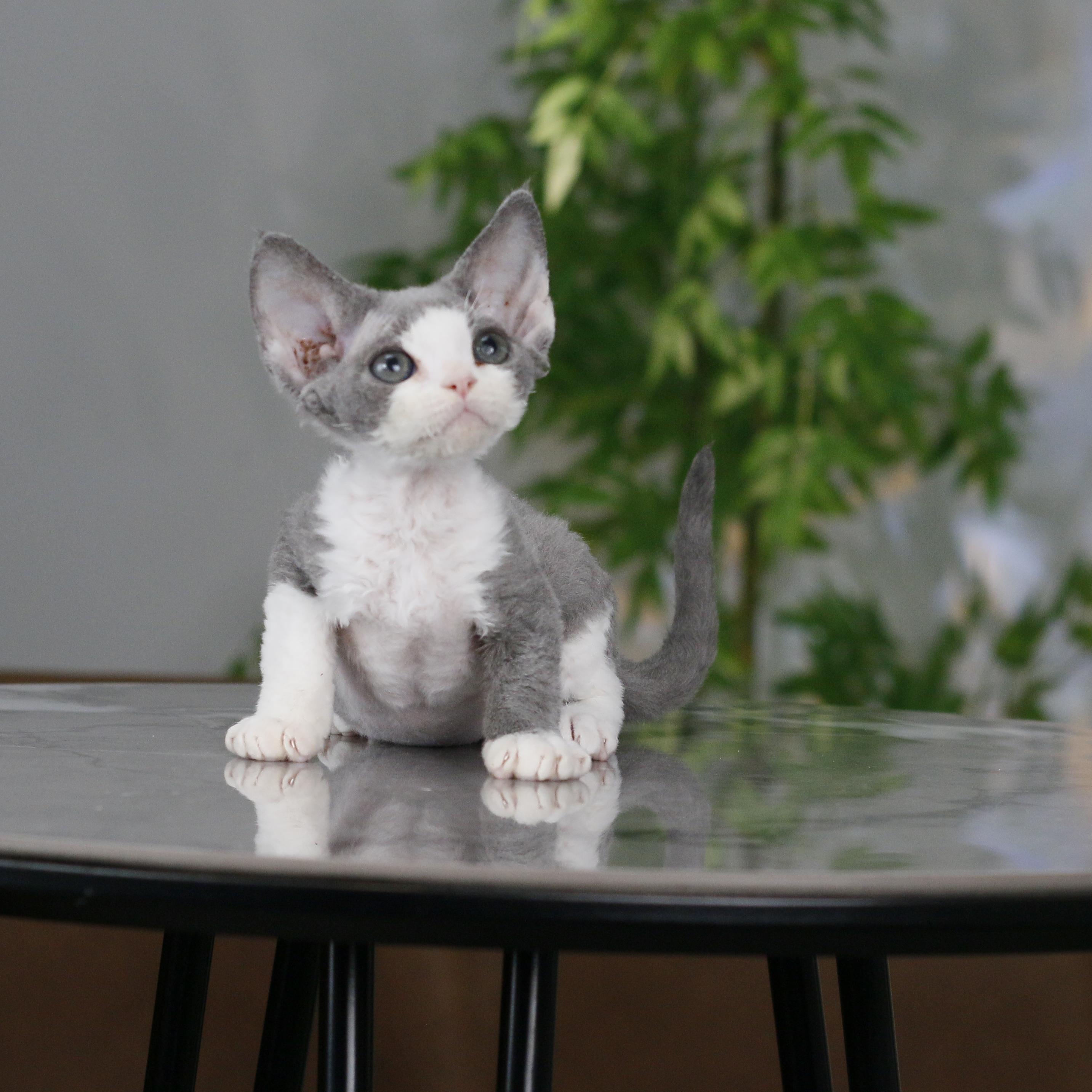 德文卷毛猫活体猫咪蓝白弟弟