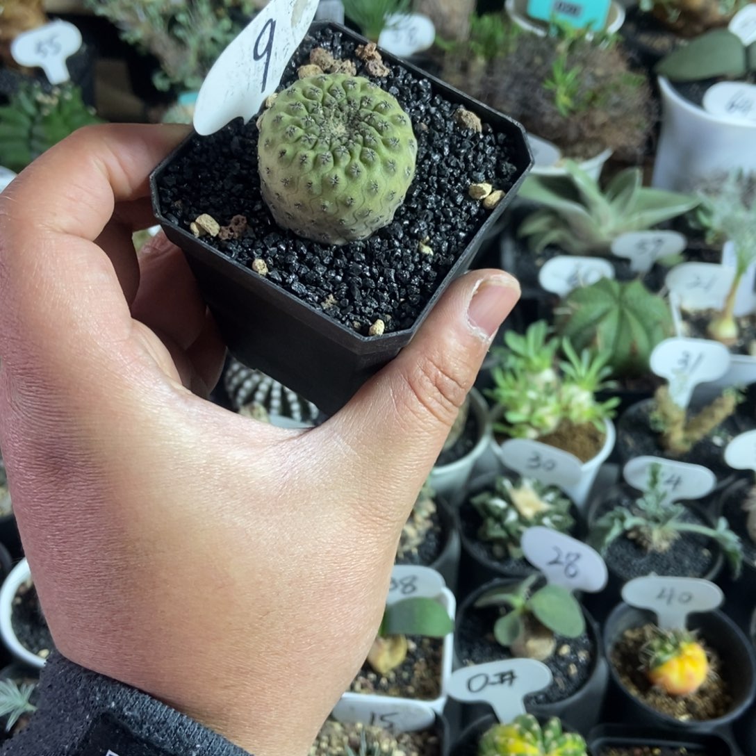 实生豹头一物一拍