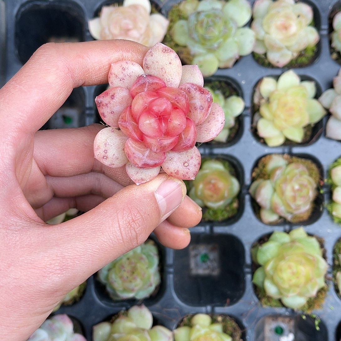 多肉一物一拍22-142