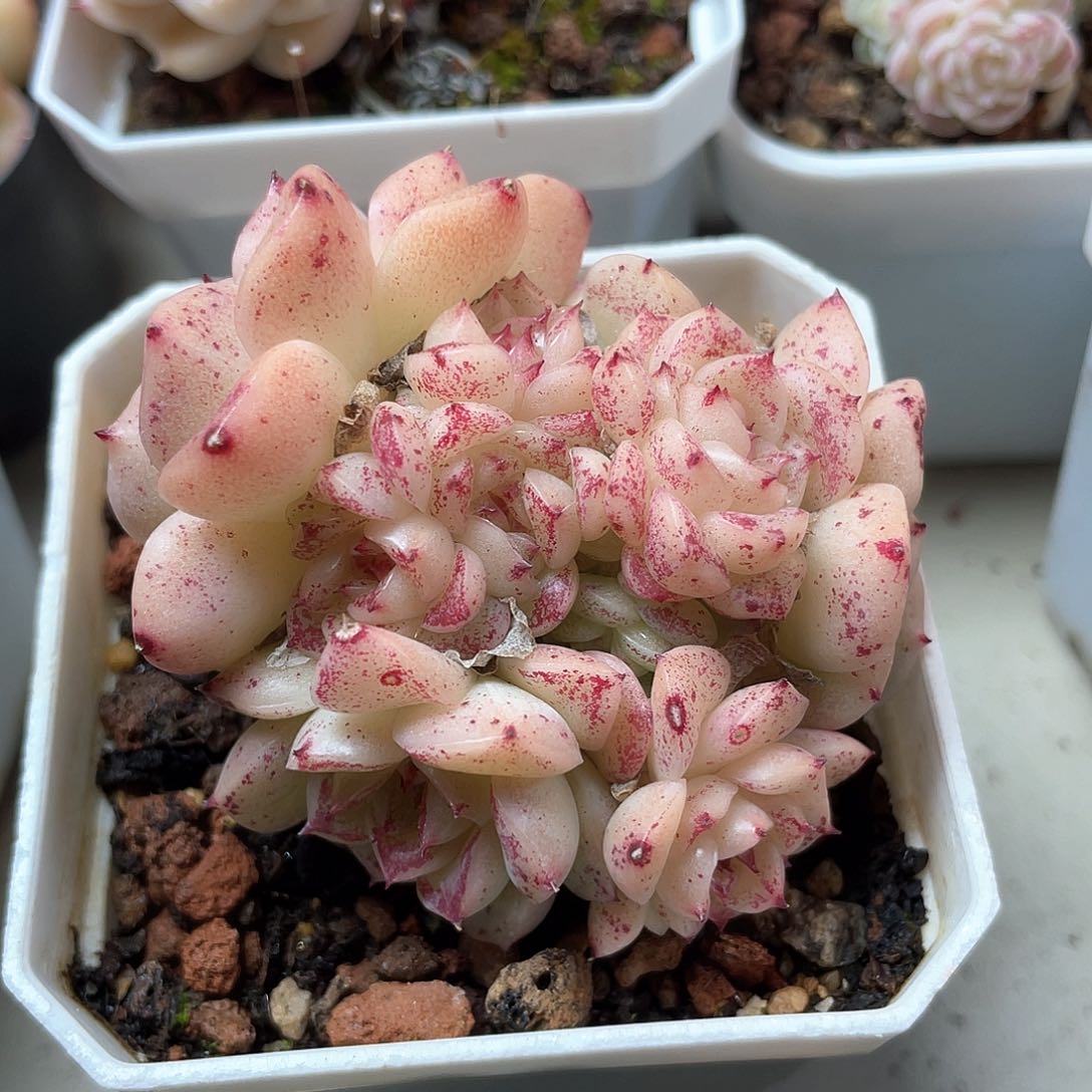 优选麦秆桃影8142