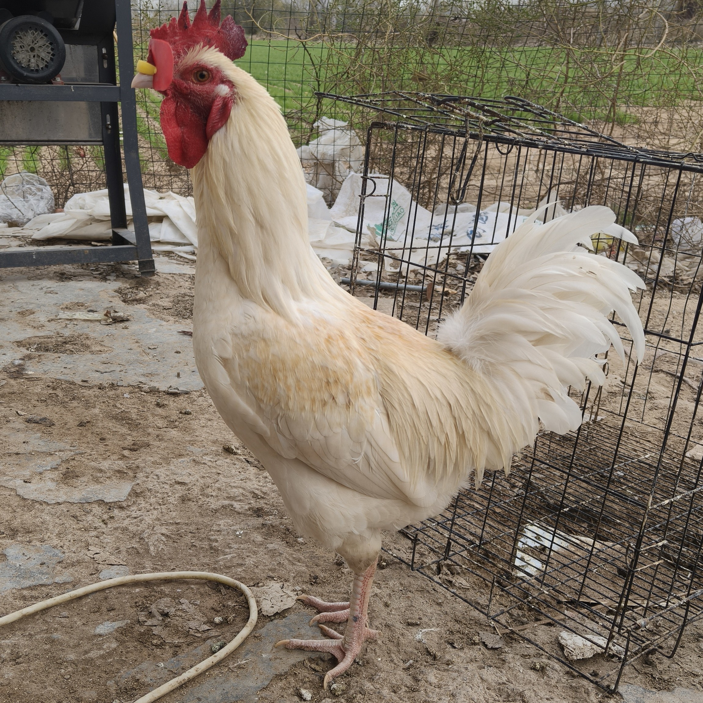 农村散养土鸡溜达鸡