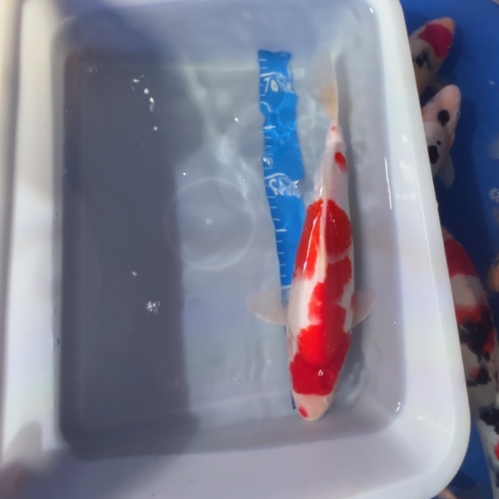 锦鲤锦鲤红白多段