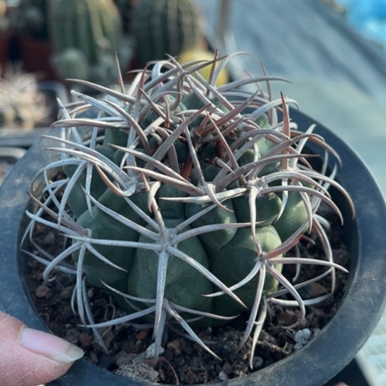 当前无花栽培后可以开花实生摩碧玉