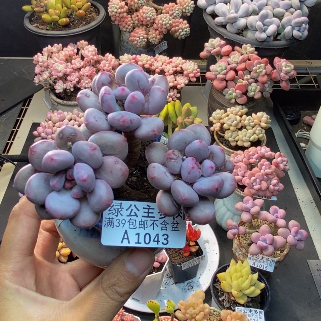 043仙子奶多肉7c m