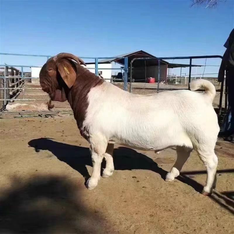（波尔山羊天然养殖）波尔山羊天然养殖种公羊75斤以上
