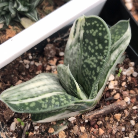 蜗牛白锦蜗牛锦锦