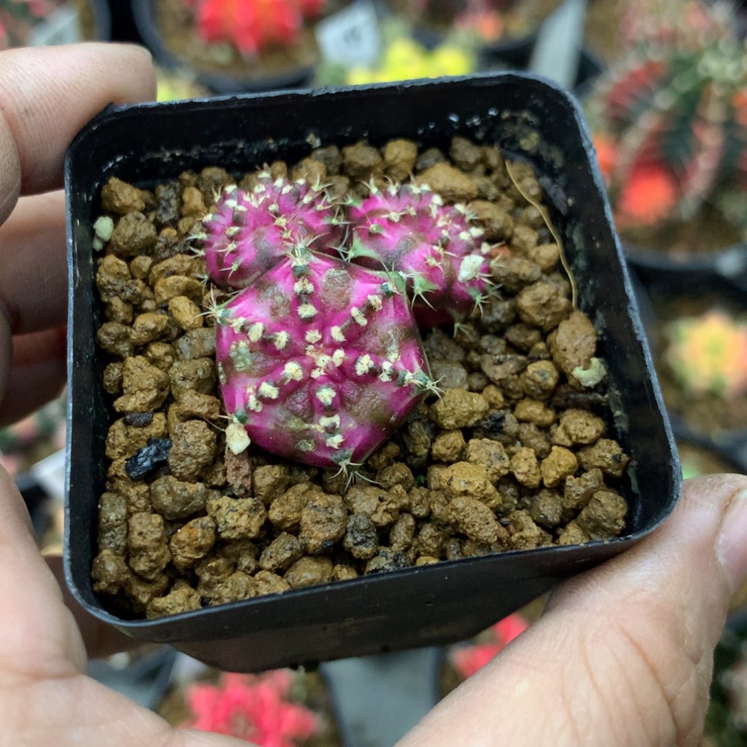 仙人球米哈粉海神