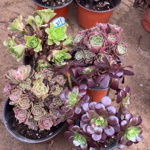 211多肉植物组合，