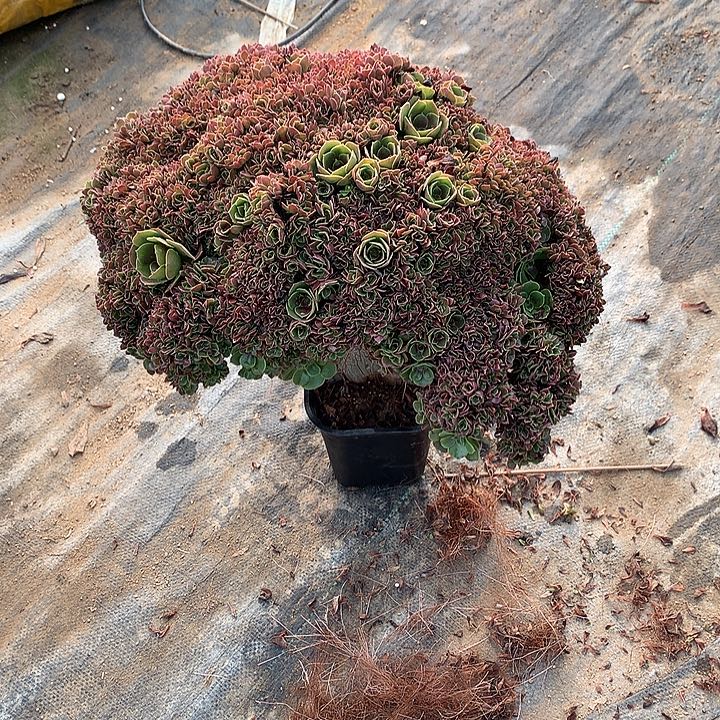 玫瑰一颗朵朵缀化的