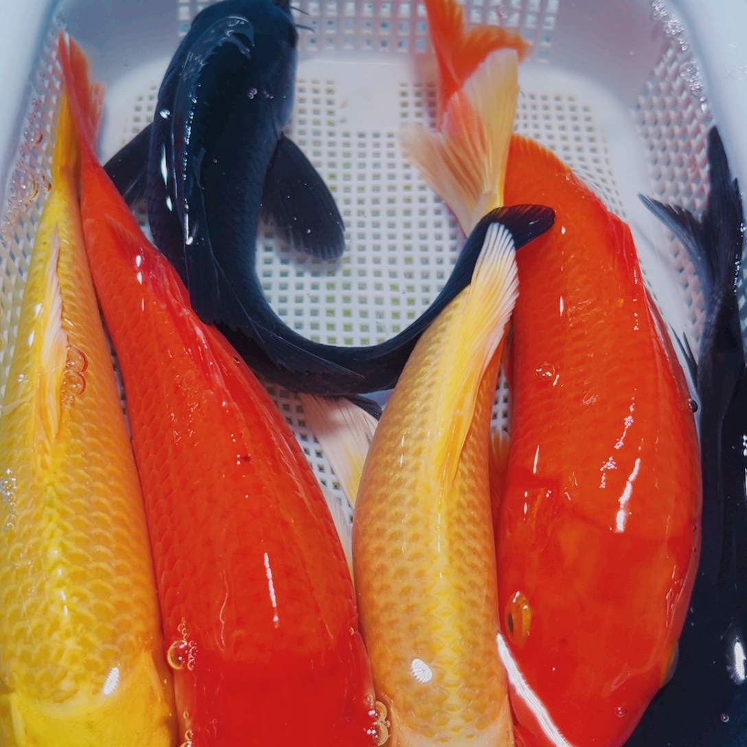 锦鲤锦鲤冷水观赏16-18 2黄2红2黑