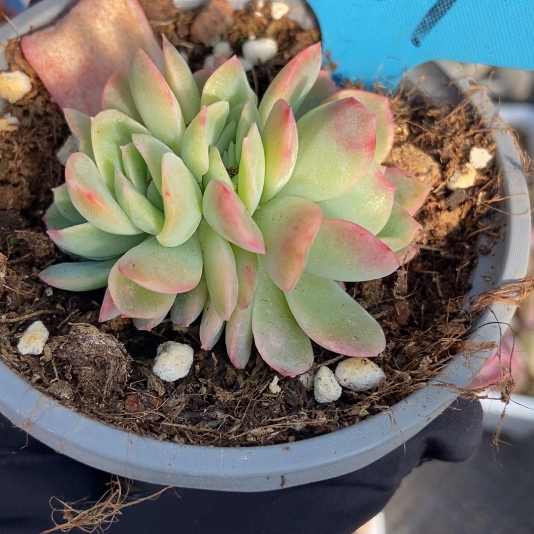 1039泡泡沙群多肉植物保护