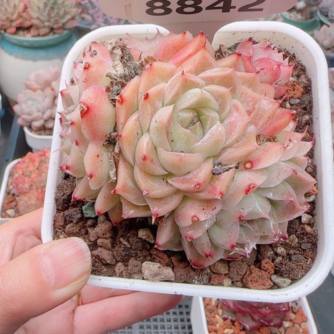 多肉植物8842！mnmmmmm