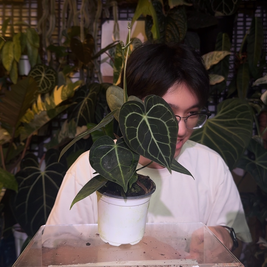 完全开放R20克莱恩