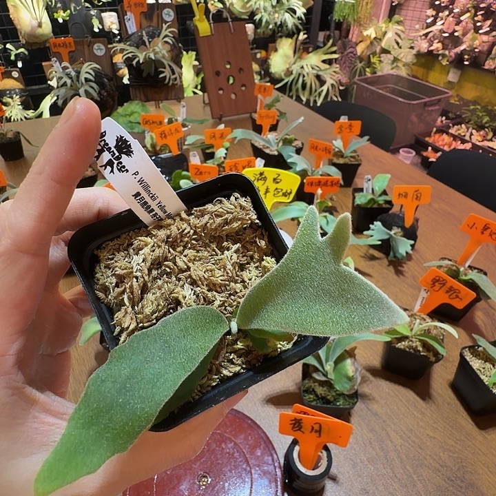 无花朵鹿野直播间竞拍黄月