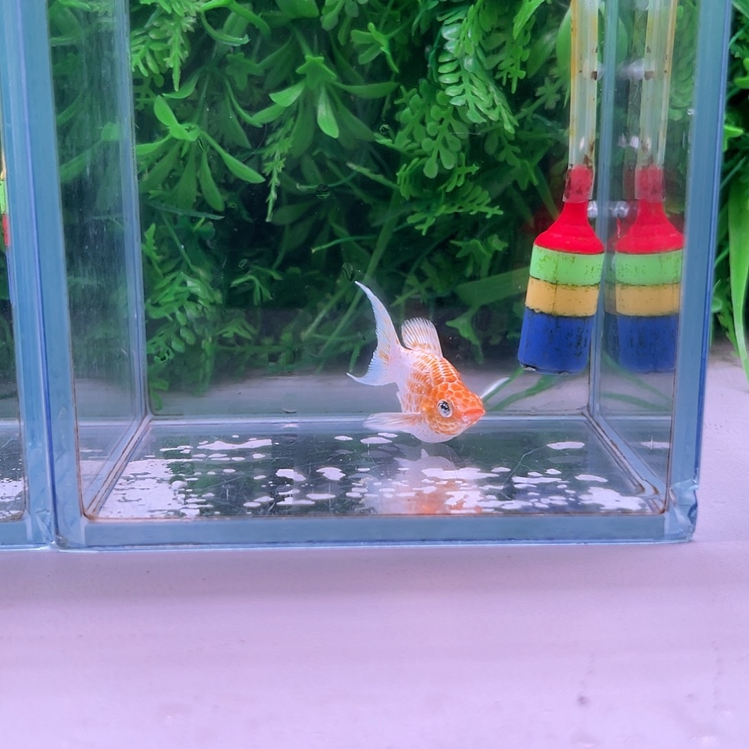 黑玛丽鱼17号玛丽1条