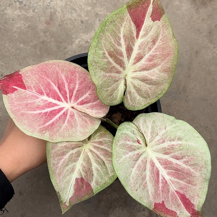 72-0305天堂莲花彩叶芋广东现货