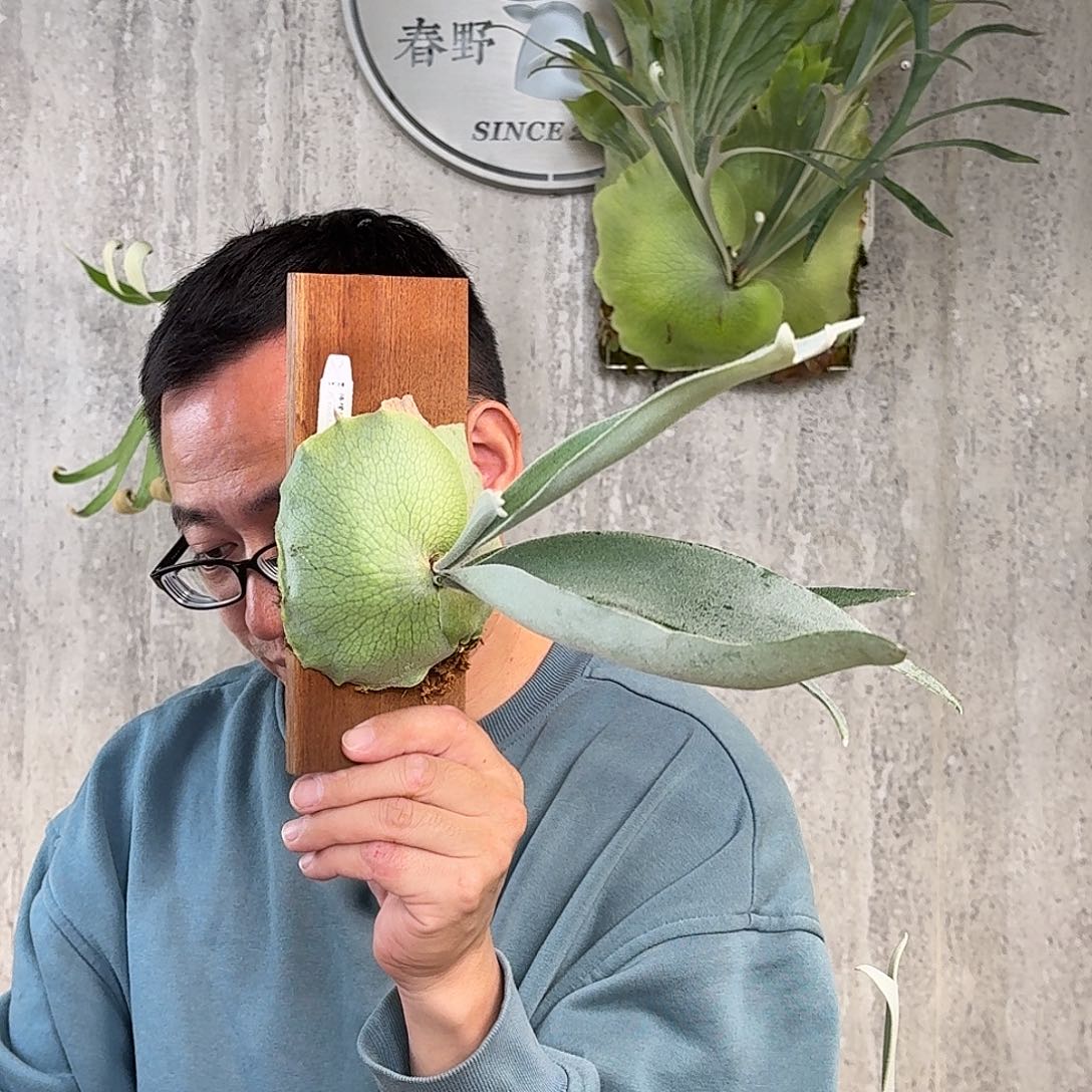 完全开放柠檬鹿角蕨书签板春野花园