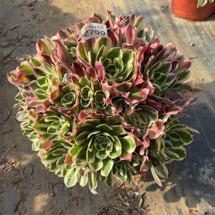 白凤多肉法师2799