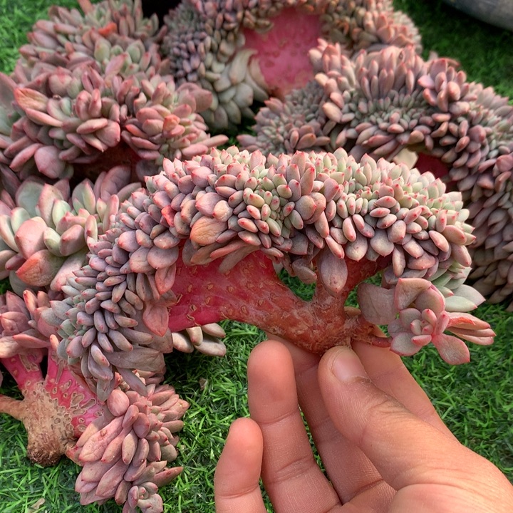 多肉植物叶插爱丽儿树缀