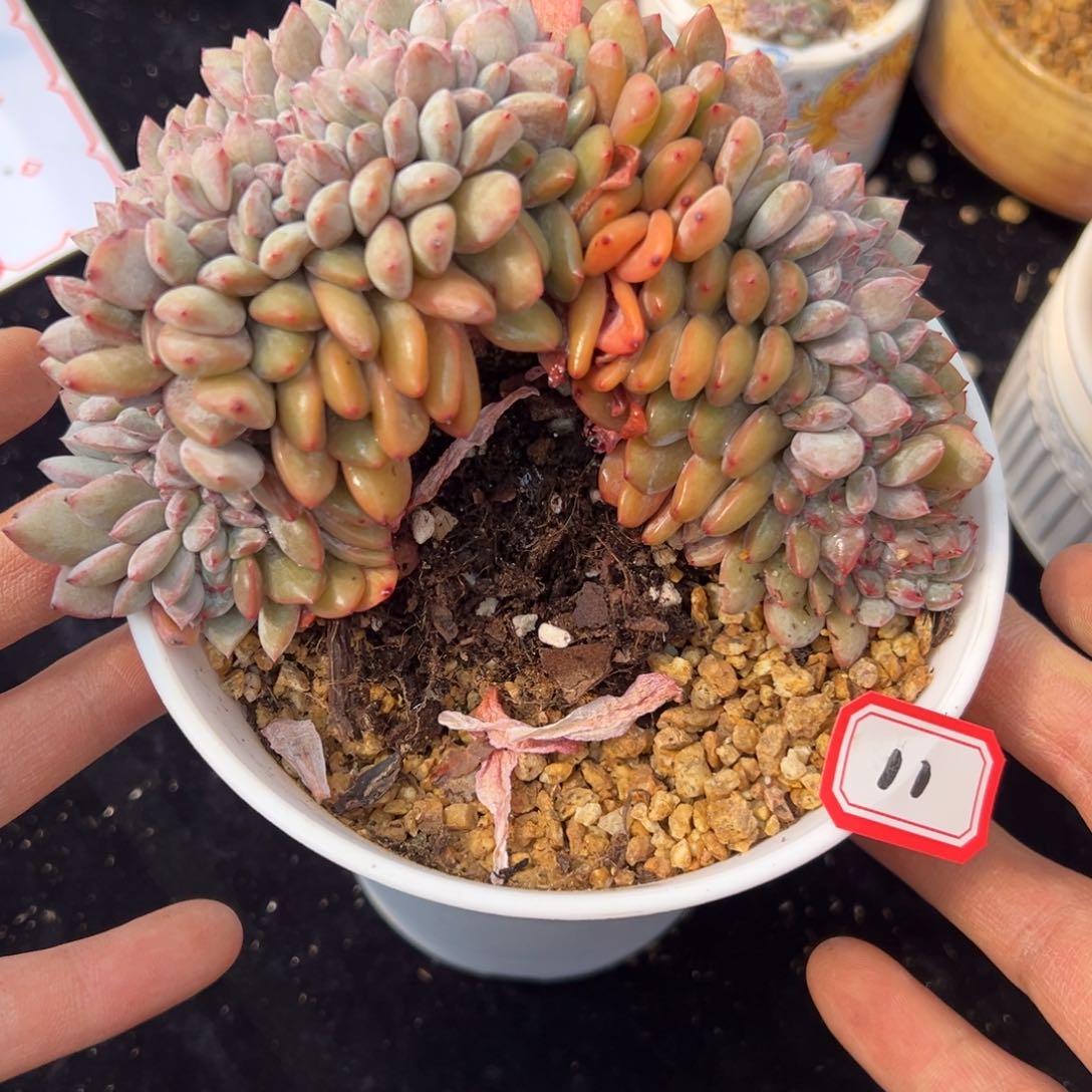 新年快乐 新年快乐