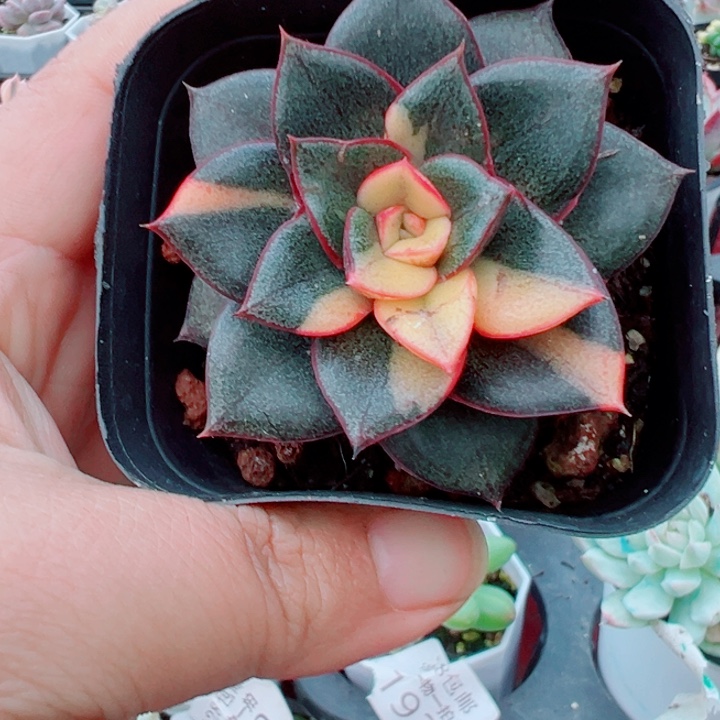 麒麟座锦多肉植物多肉植物268