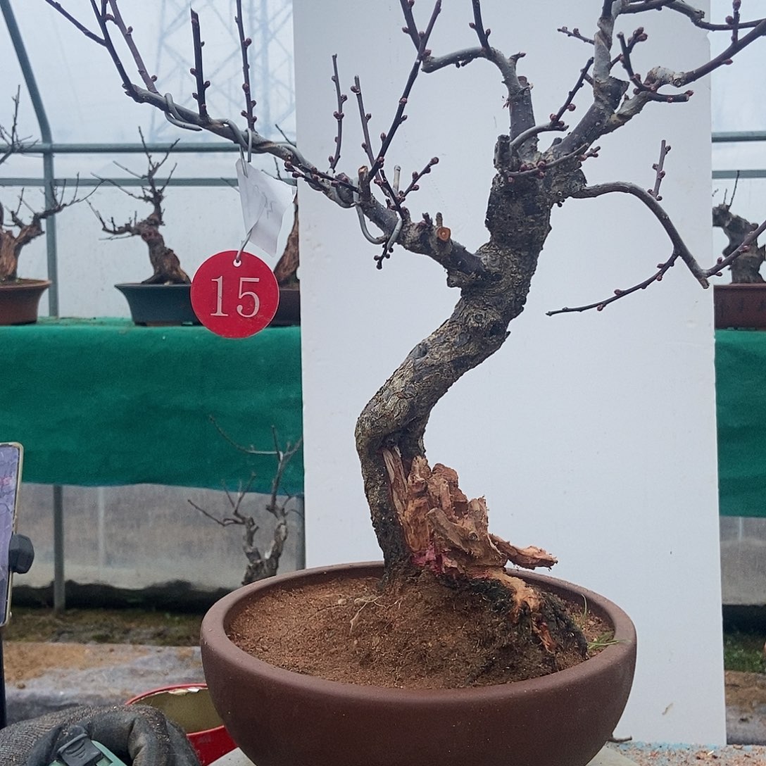 全部花苞20年野梅嫁接乌梅