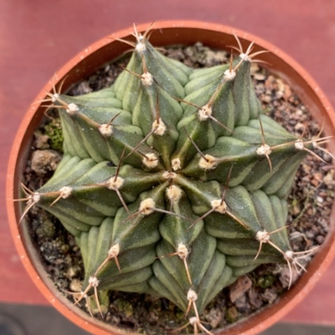 大v骨纹牡丹6仙人球