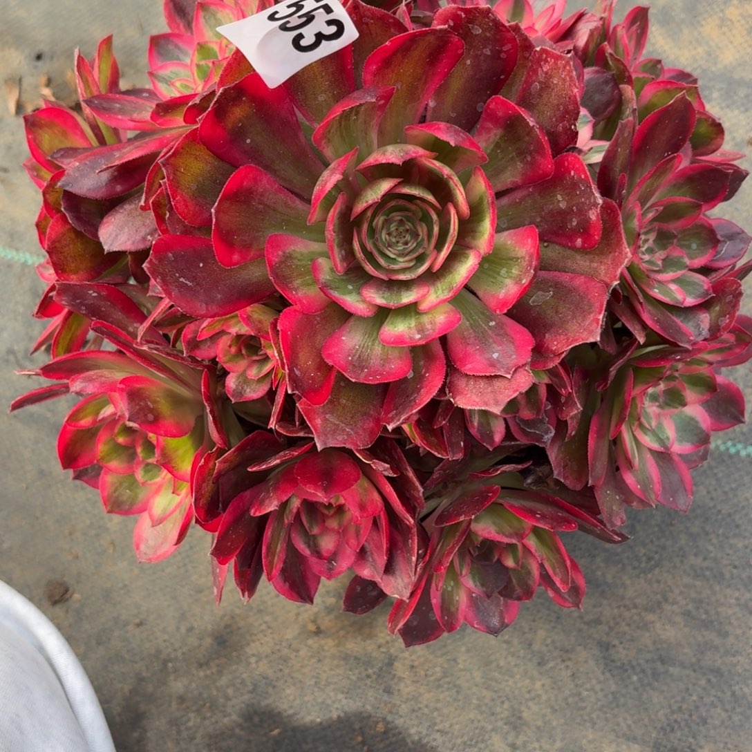 猪***6553拉菲皇后多肉植物