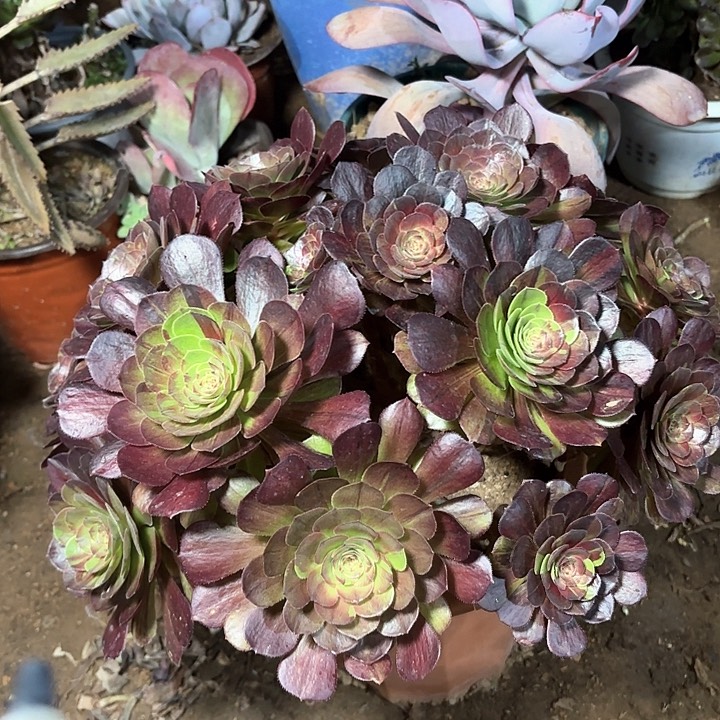 多肉植物花 月夜26