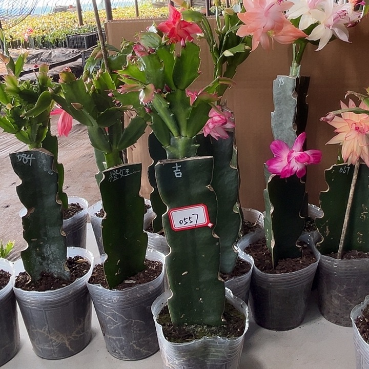 香***当前无花朵，栽培后可花朵桑吉塔