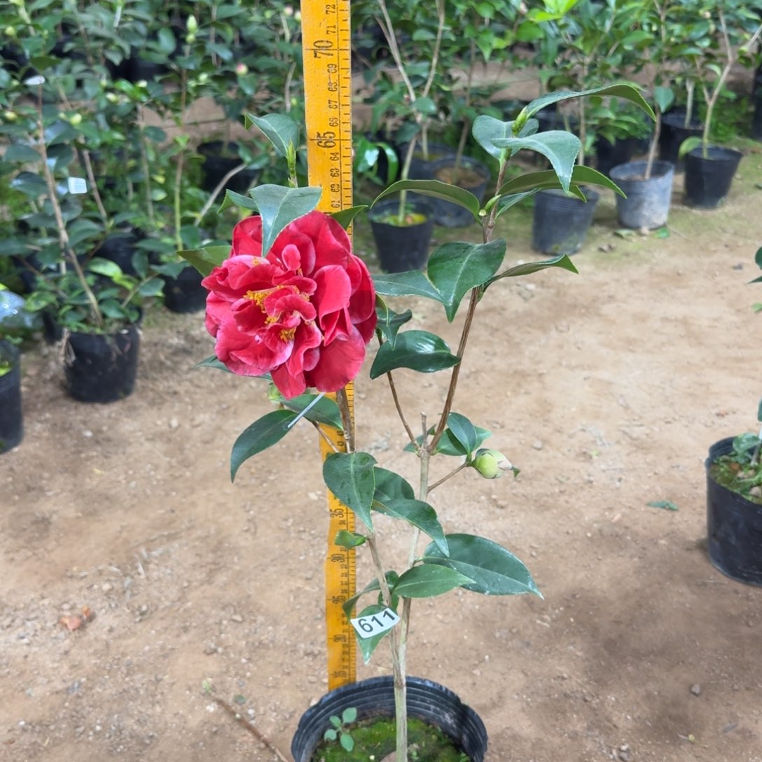 少量花朵（建议范围：2朵-5朵 或40%以下）611圣诞帽