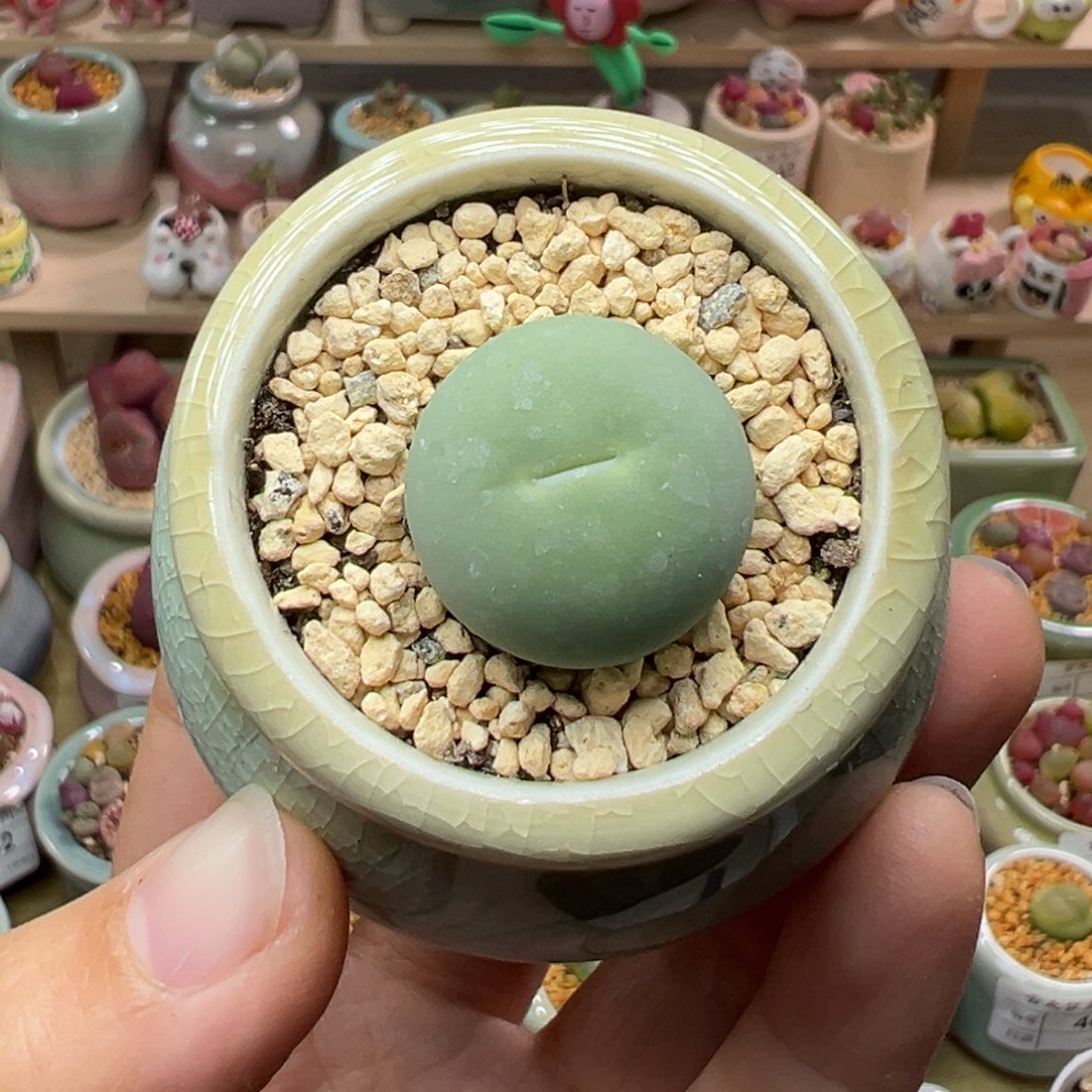 多肉植物100号鸽子蛋