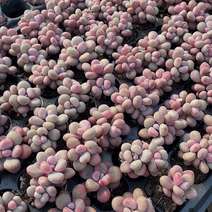 双头小桃蛋1.5带土发