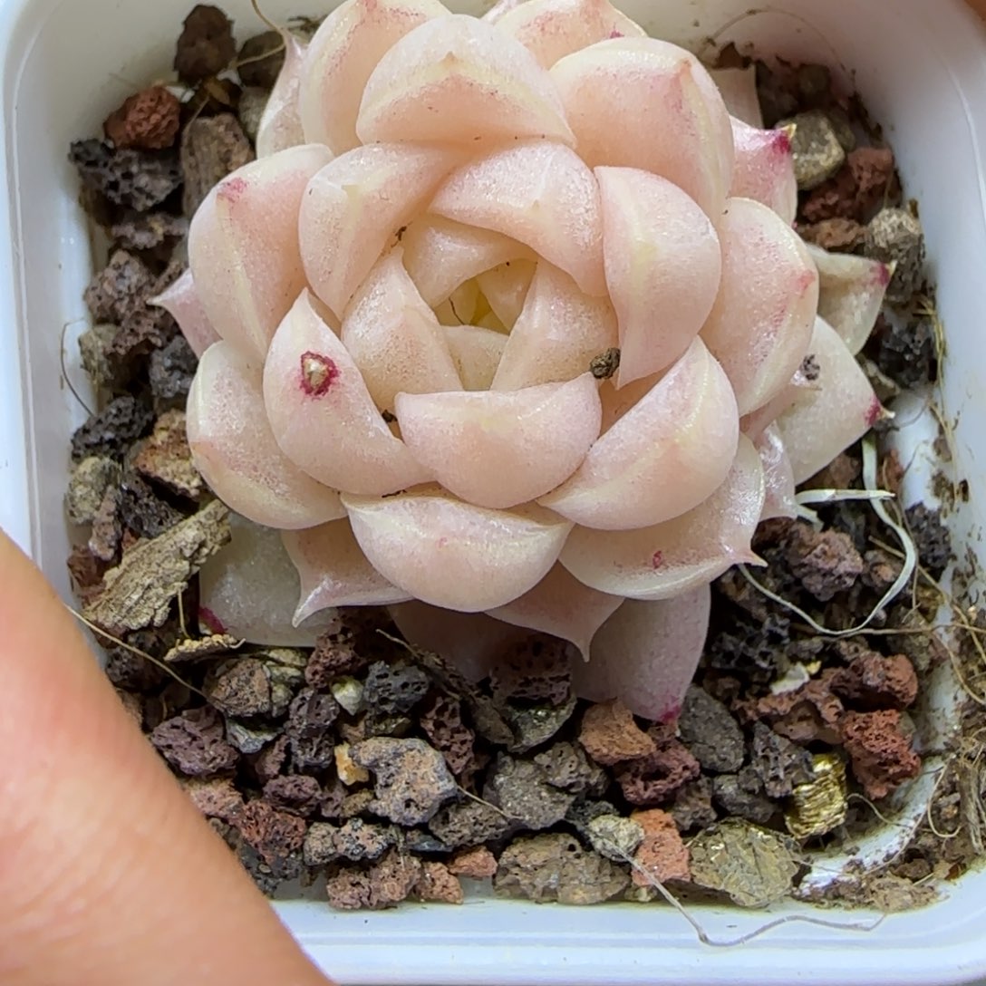 一物一拍粉嫣11202