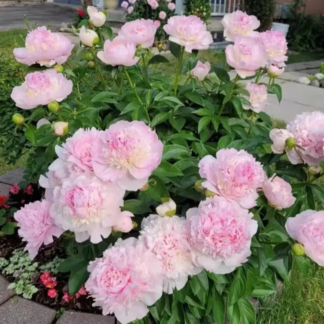 芍药根重瓣芍药花苗种根花卉盆栽浓香芍药肥料花庭院阳台商品图