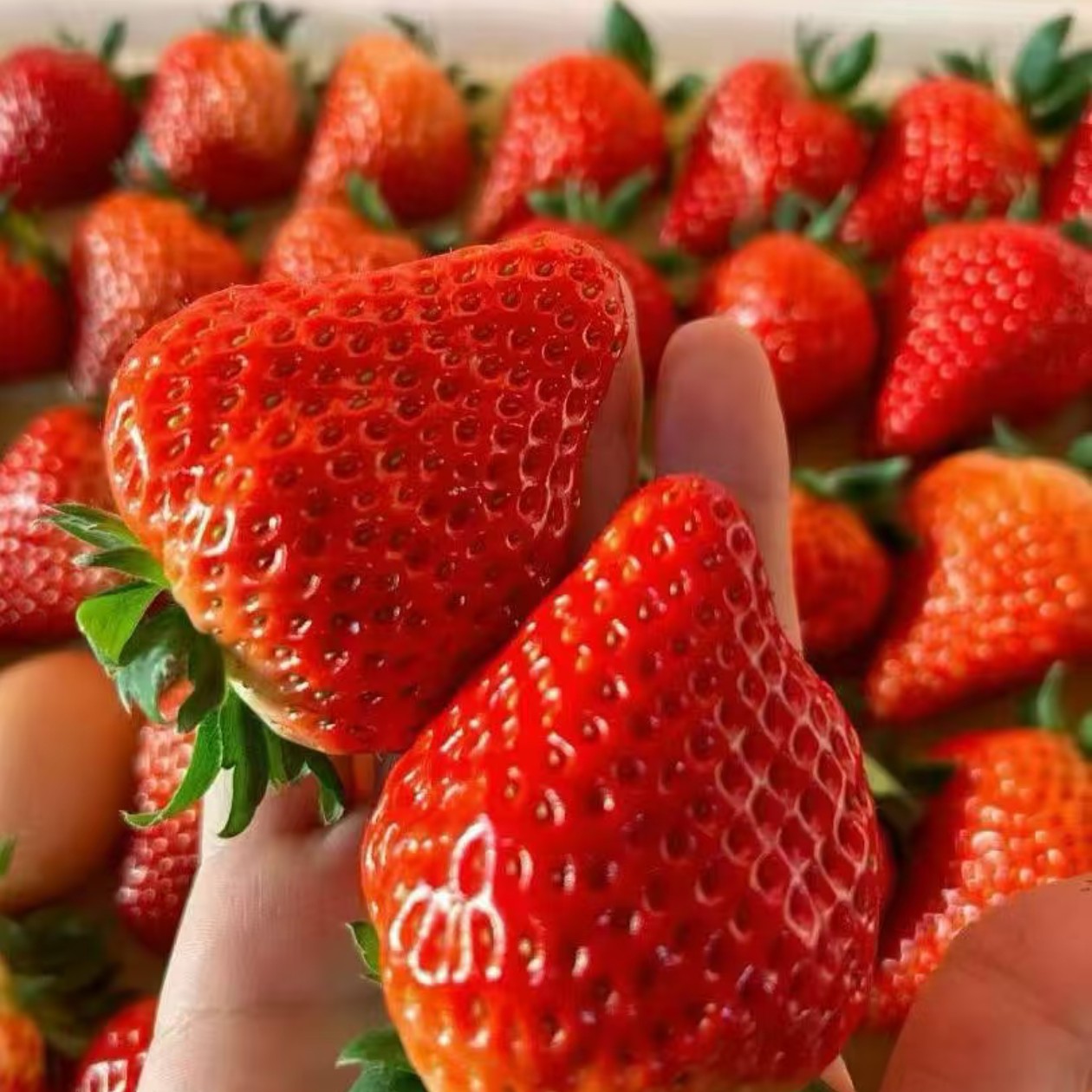 丹东红颜草莓三斤半一板