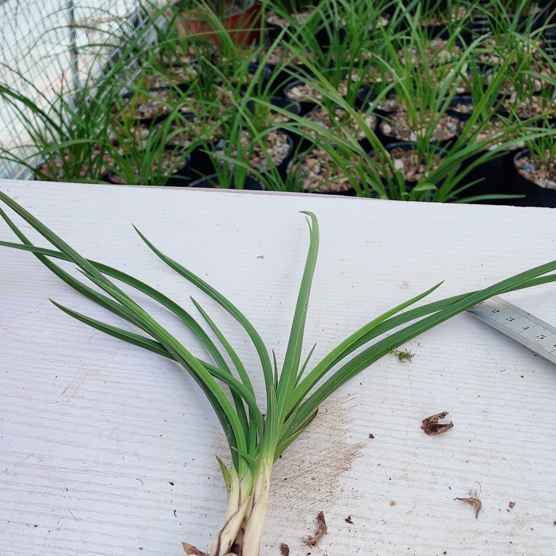 自***鱼完全开放兰花兰花