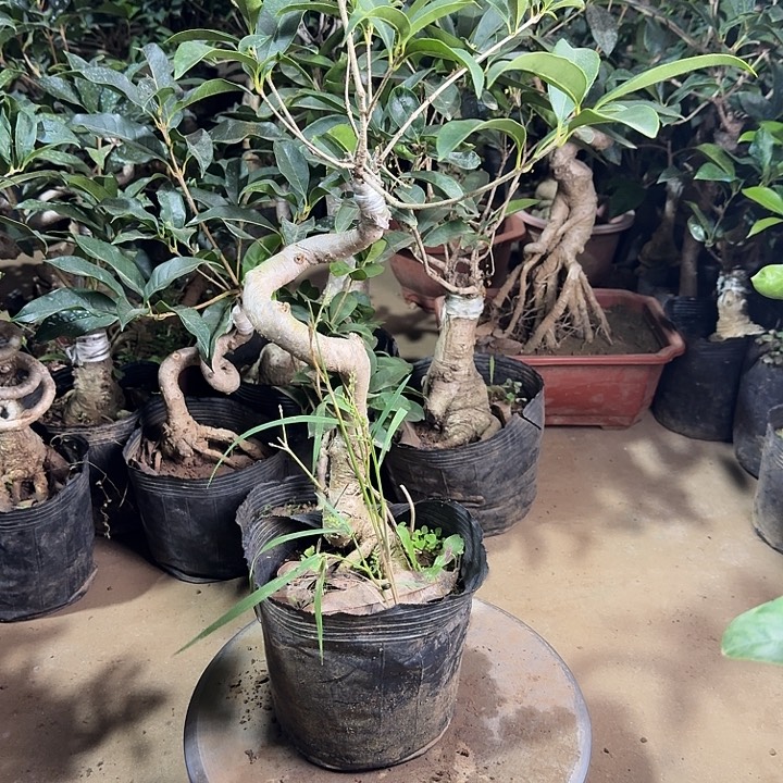 无花朵桂花开始开花啦了