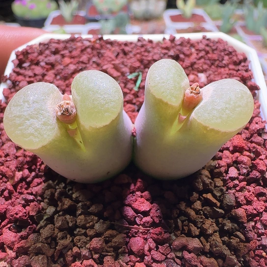 开播啦。            177